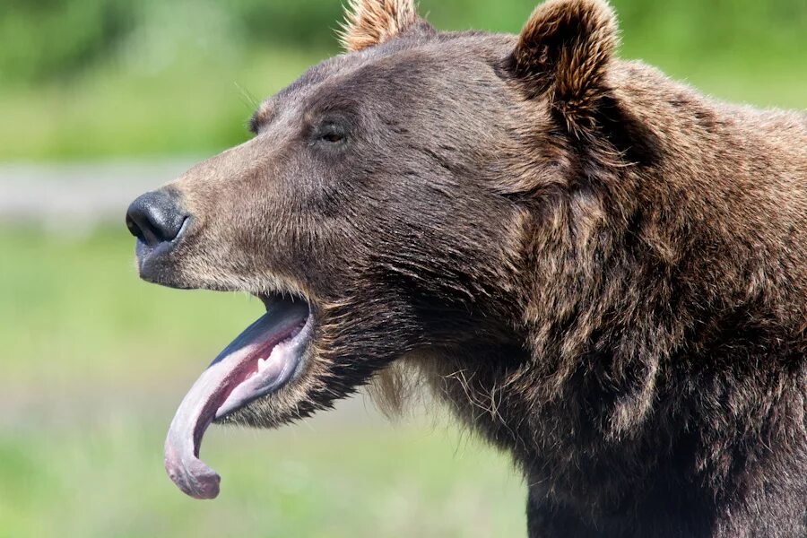 Bear s eye. Polar Bear tongue. Polar Bear Black tongue. Bear with a tongue. Pestemon beartongue.