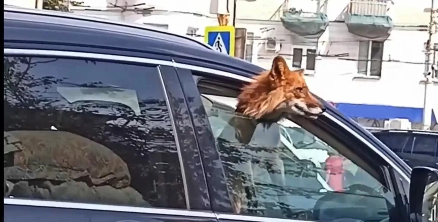 Лисий автомобиль. Лисы авто прогноз. Аэрография на машину лиса. Лисы авто прогноз. Лисы авто прогноз.