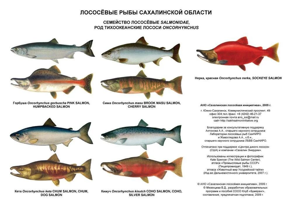 Крупные лососевые рыбы. Название красных рыб семейства лососевых. Дальневосточная рыба семейства лососевых. Классификация лососеобразных рыб. Рыба семейства лососевых список красная.