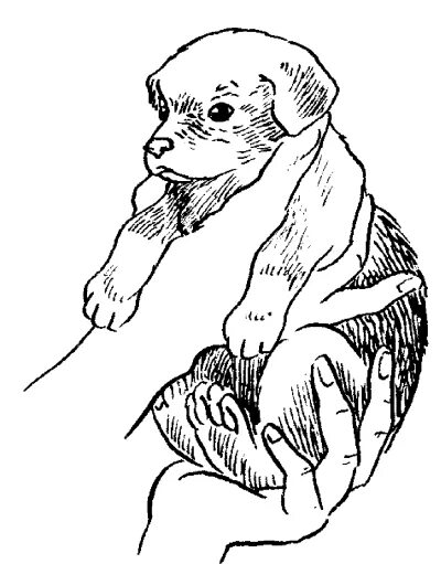 как браит собаку на руки. собака держит. как поднимают кота и собаку. щенок с карандашом в руках.