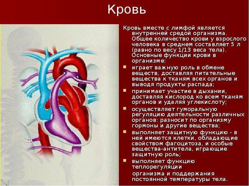 Кровеносная система роль в организме. Кровь в организме человека. система крови. какую роль играет кровь в организме человека. внутренней средой организма являются кровь и лимфа.