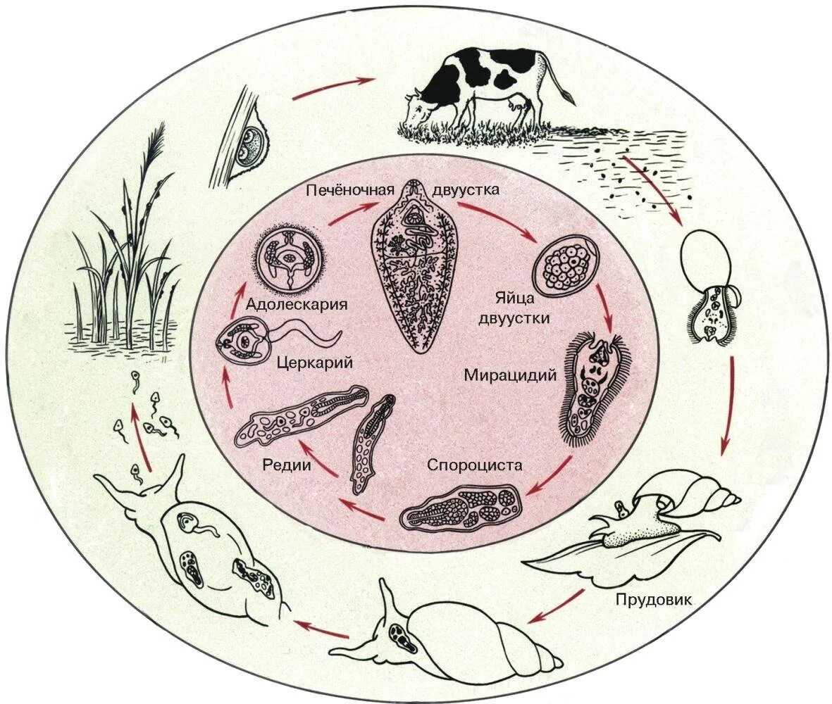 Жизненный цикл печеночной двуустки схема. Цикл развития печеночной двуустки. Жизненный цикл печеночного сосальщика. Жизненный цикл развития печеночной двуустки. Спороцисты редии