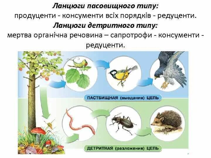 Продуцент 3 порядка является. Пастбищная цепь редуценты. Пастбищные и детритные цепи питания. Детридная цепь онсументы. Детритная цепь редуценты.