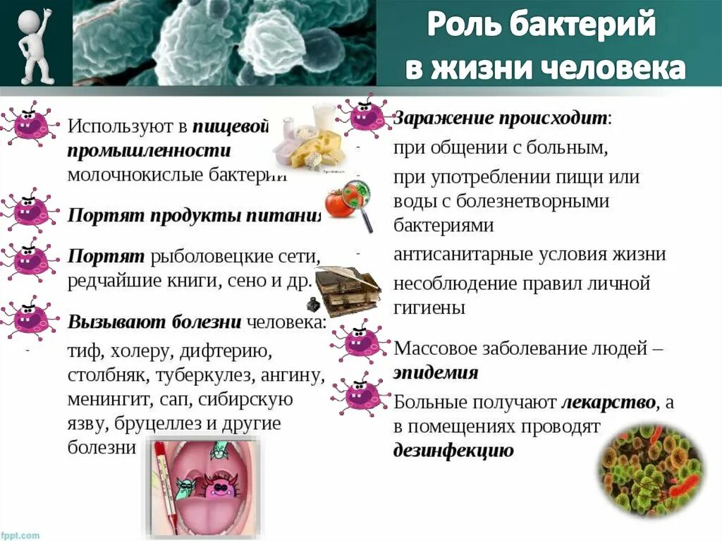 Роль бактерий в жизни человека. Функции бактерий. Функции микроорганизмов. Отрицательная роль бактерий. Какая положительная роль бактерий