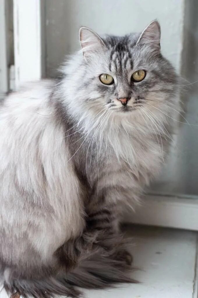 Кошки бело серого окраса. Сибирский длинношерстный кот. Сибирская длинношерстная порода кошек. Сибирский кот серый длинношёрстный. Сибирская дымчатая длинношерстная.