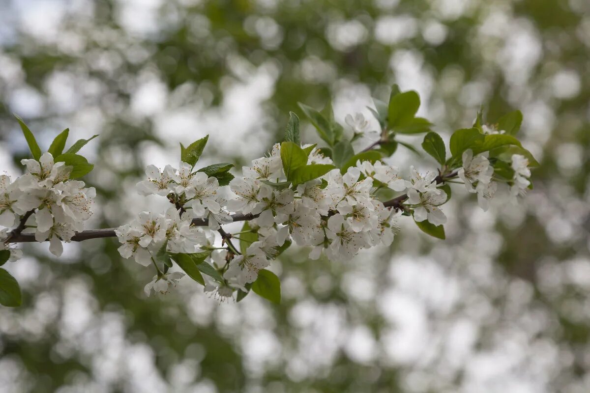 у вишни и яблони цветок. шортпарис яблонный сад. у вишни и яблони цветок. вишни в цвету. цветет яблоня и черемуха.