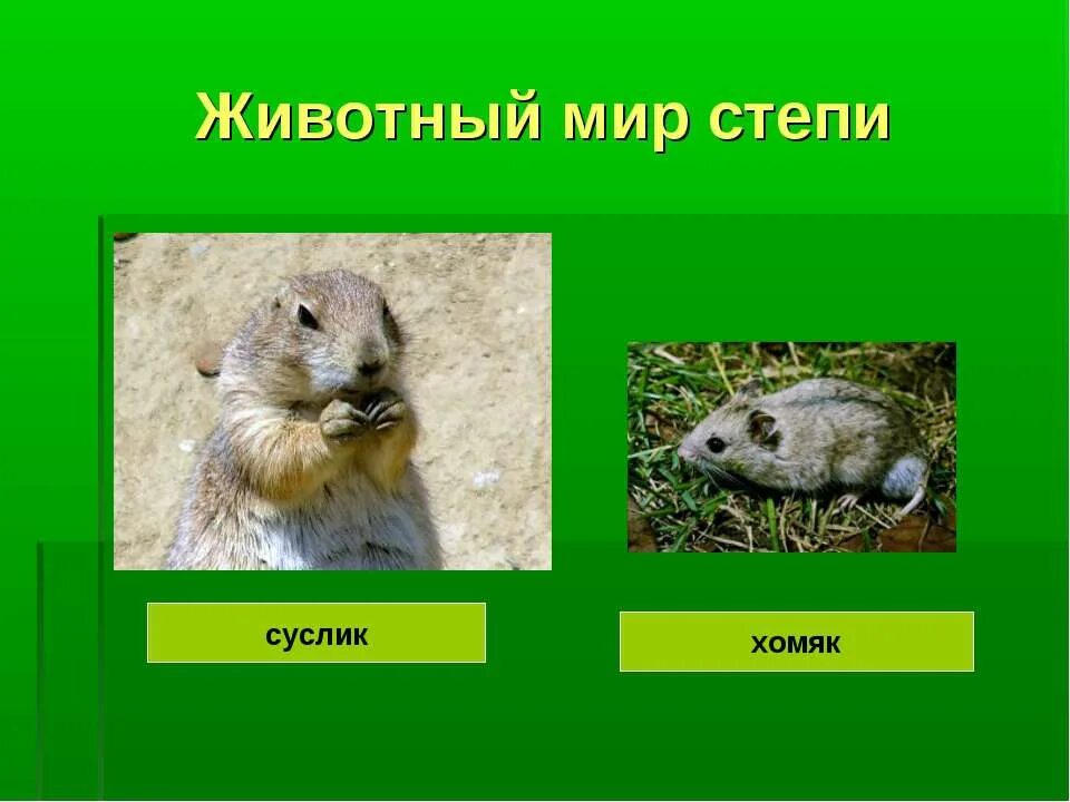Животный мир степи. Животные Степной зоны. Животный мир степи в России. Животное зоны степей. Хомяк какая природная зона