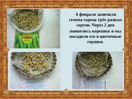 Сколько гороха на 3