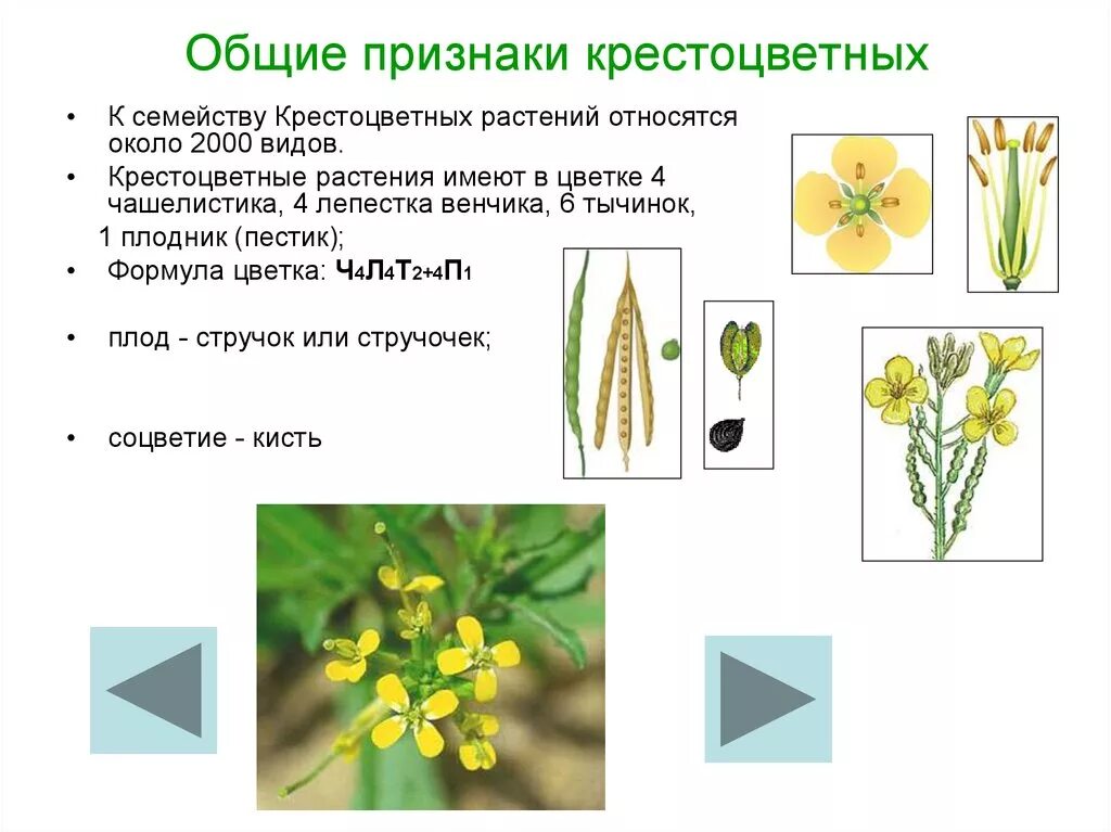 Крестоцветные какой класс растений. Семейства двудольных растений крестоцветные. Растения семейства капустных крестоцветных. Характерные признаки семейств класса двудольные. Крестоцветные. Однодольные семейства крестоцветные.