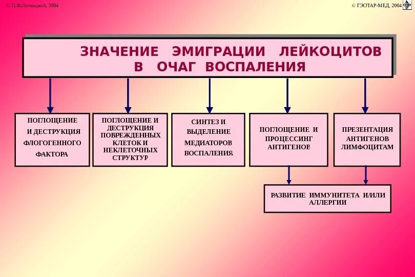 Мигрант эмигрант иммигрант. Механизм эмиграции лейкоцитов при воспалении. Этапы эмиграции лейкоцитов при воспалении. Механизмы эмиграции клеток при экссудации. Эмиграция и иммиграция.