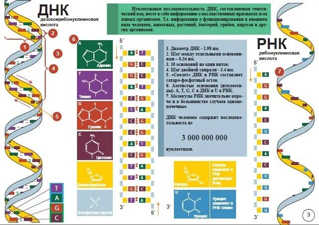 ДНК расшифровка. ДНК человека расшифровка. Как расшифровка ДНК. Как расшифровывается дн.