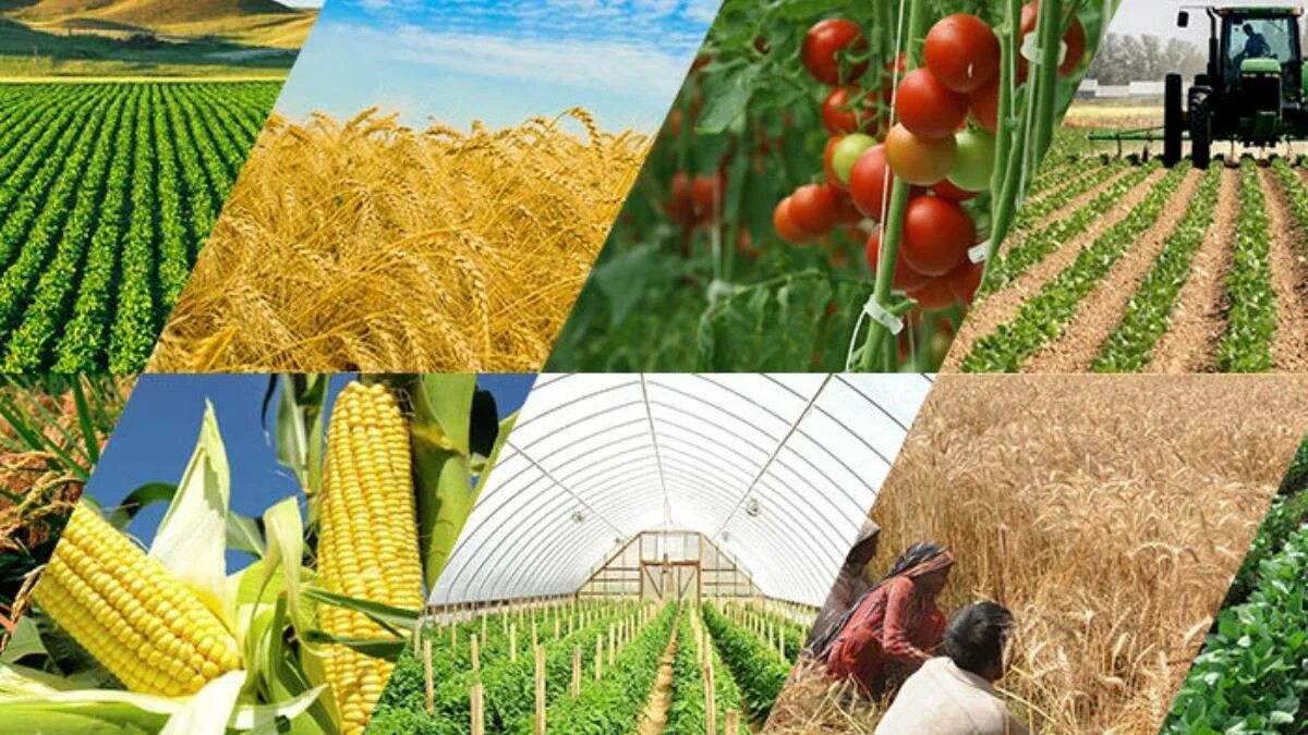 Агропромышленный комплекс. Промышленность и сельское хозяйство. Агропромышленный комплекс растениеводство. Хранение зерна. Переработка зерна.