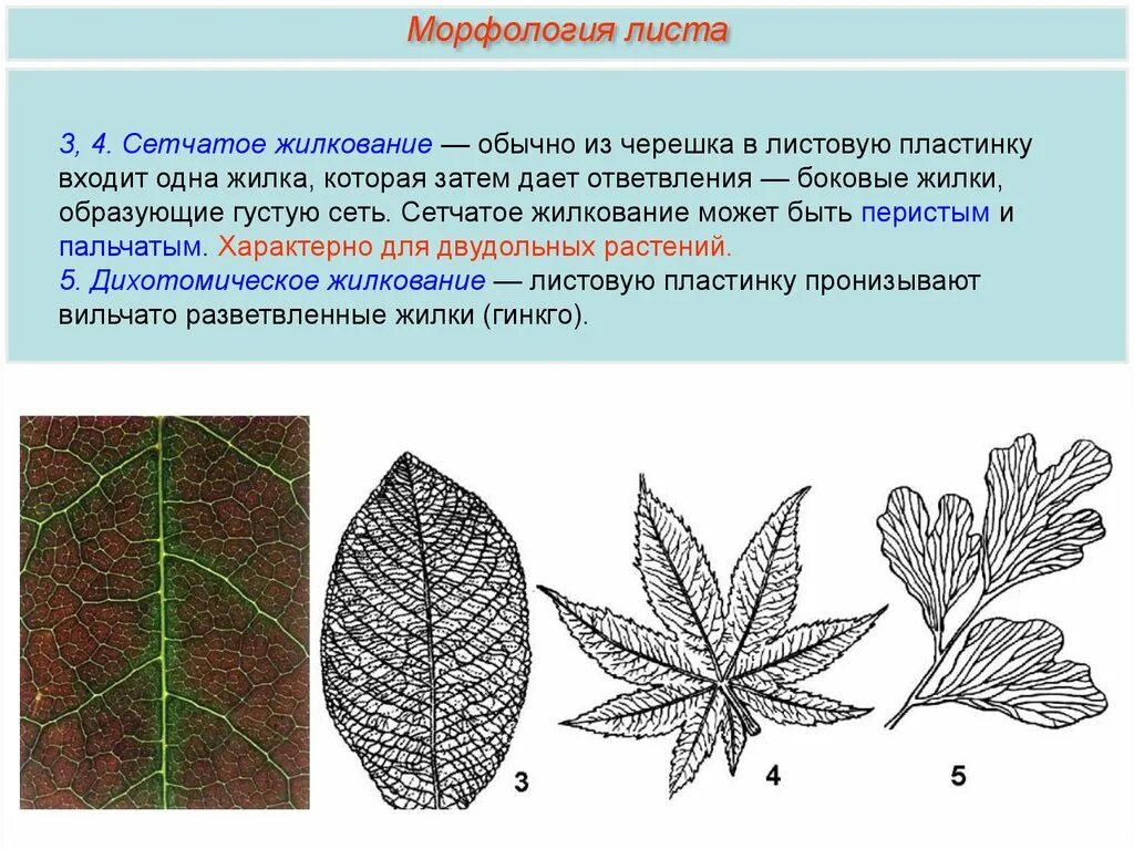 Сетчатое жилкование характерно для двудольных. Сетчатое жилкование листьев. Перисто сетчатое жилкование. Перисто сетчатое жилкование листовой пластинки. Сетчатое жилкование у двудольных.