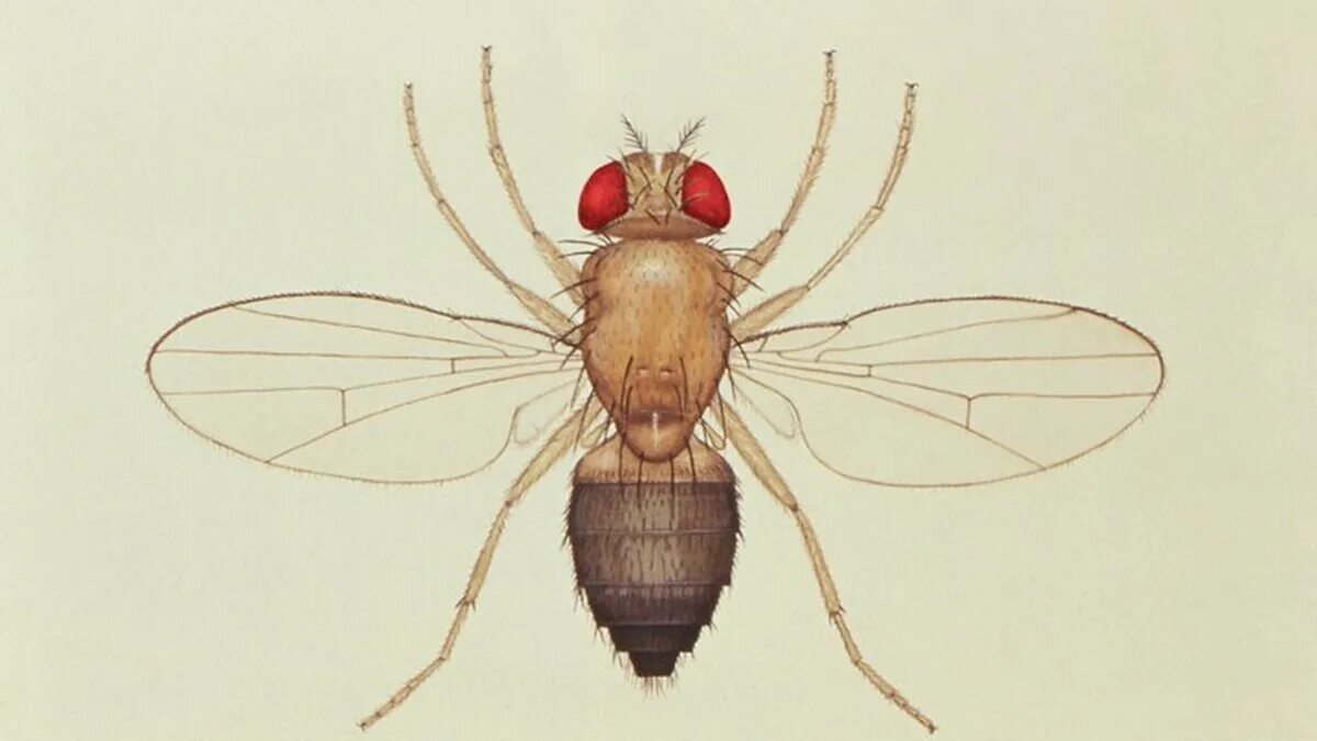 Муха судьба. Дрозофила melanogaster. меланогастер муха. плодовая мушка дрозофила рисунок. дрозофила меланогастер drosophila melanogaster.