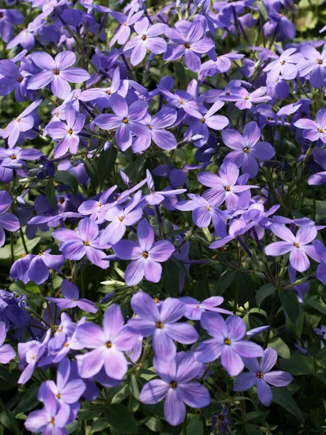 Флокс Пурпл Шейдс. Флокс столоносный Пурпл. Флокс Пурпл Рейн. Phlox stolonifera. Флокс шейдс