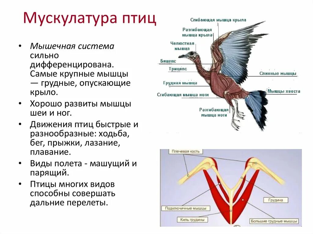 У пресмыкающихся хорошо развит киль. Мускулатура птиц особенности строения. Особенности строения скелета и мускулатуры птиц. Строение кости скелета птицы. Особенности строения грудной клетки скелета птицы.