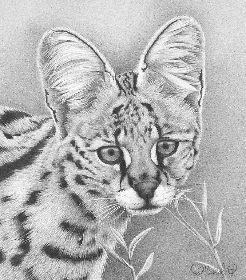Рисунки изображения животных. Животные карандашом. красивые рисунки. рисунки животныхкарандпшом. красивые рисунки животных.