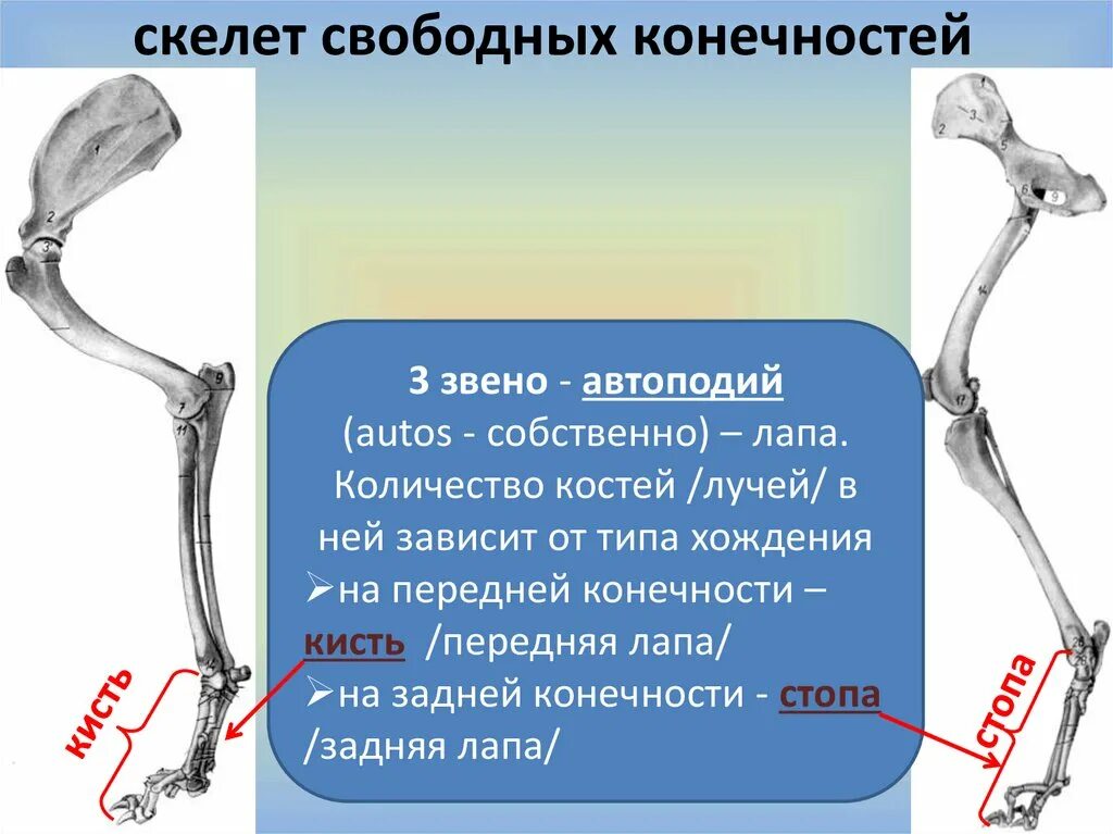 Автоподий задней конечности. Скелет передней конечности. Скелет свободных конечностей животных. Скелет конечностей КРС. Скелет конечностей у птиц состоит из