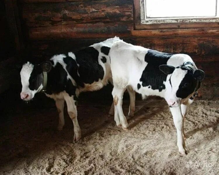 Телята телочки. 3 бычка. Теленок 2 месяца. Теленок 3 месяца. 3 бычка.