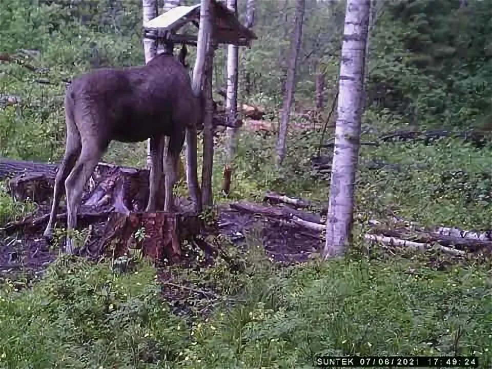 Лось победитель выжить