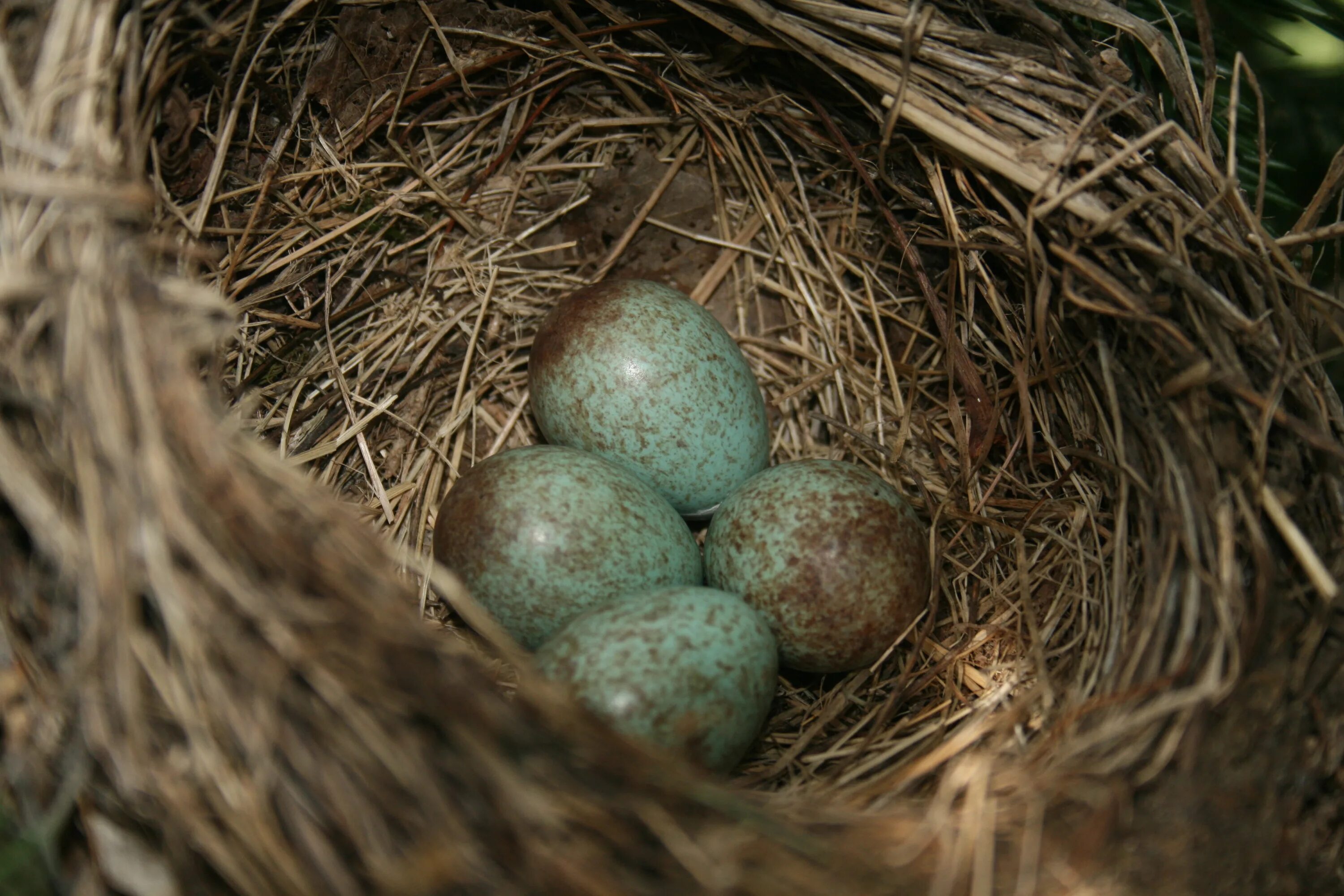 Яйца фазана купить. Фазанье гнездо. Гнездо фазана с яйцами. Гнездо фазана в дикой природе. Яйцо фазана.
