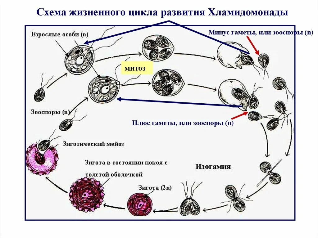 Схема жизненного цикла растения гаметы. Жизненный цикл хламидомонады схема. Цикл развития хламидомонады схема. Chlamydomonas жизненный цикл. Цикл развития водорослей.