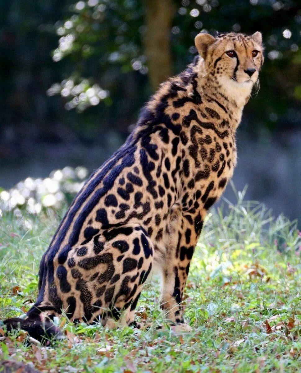 Гепард меланист. Дымчатый леопард (Neofelis nebulosa),. Берберийский леопард. Леопард Оцелот Ягуар.