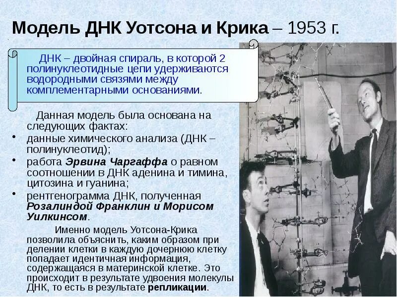 Методы изучения структуры днк. Модель структуры днк. дж. уотсоном и ф. криком структура днк. 1953 уотсон и крик.