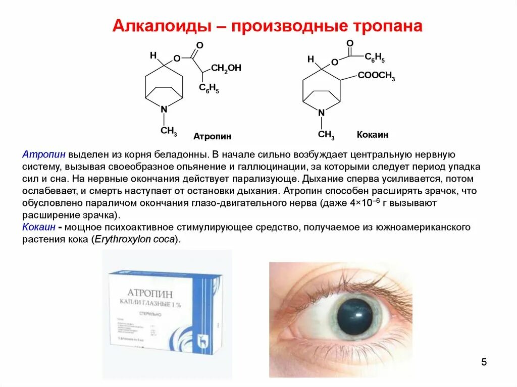 Атропин фармакологическая группа. Алкалоиды производные тропана. Производные тропана (атропин, гиосциамин, скополамин, шэкаин).. Производные тропана- атропин. Алкалоиды тропанового ряда.