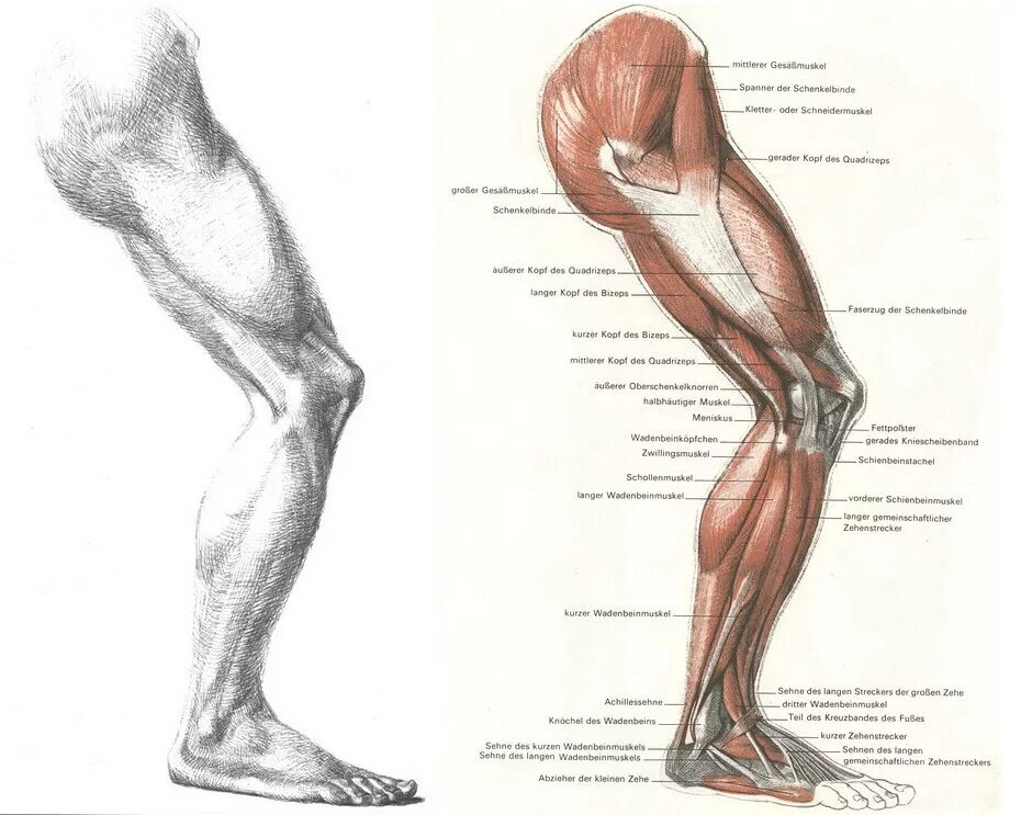 Строение ноги до колена. Мышцы ног Баммес. Баммес анатомия ноги. Мышцы голени Баммес. Баммес мышцы бедра.