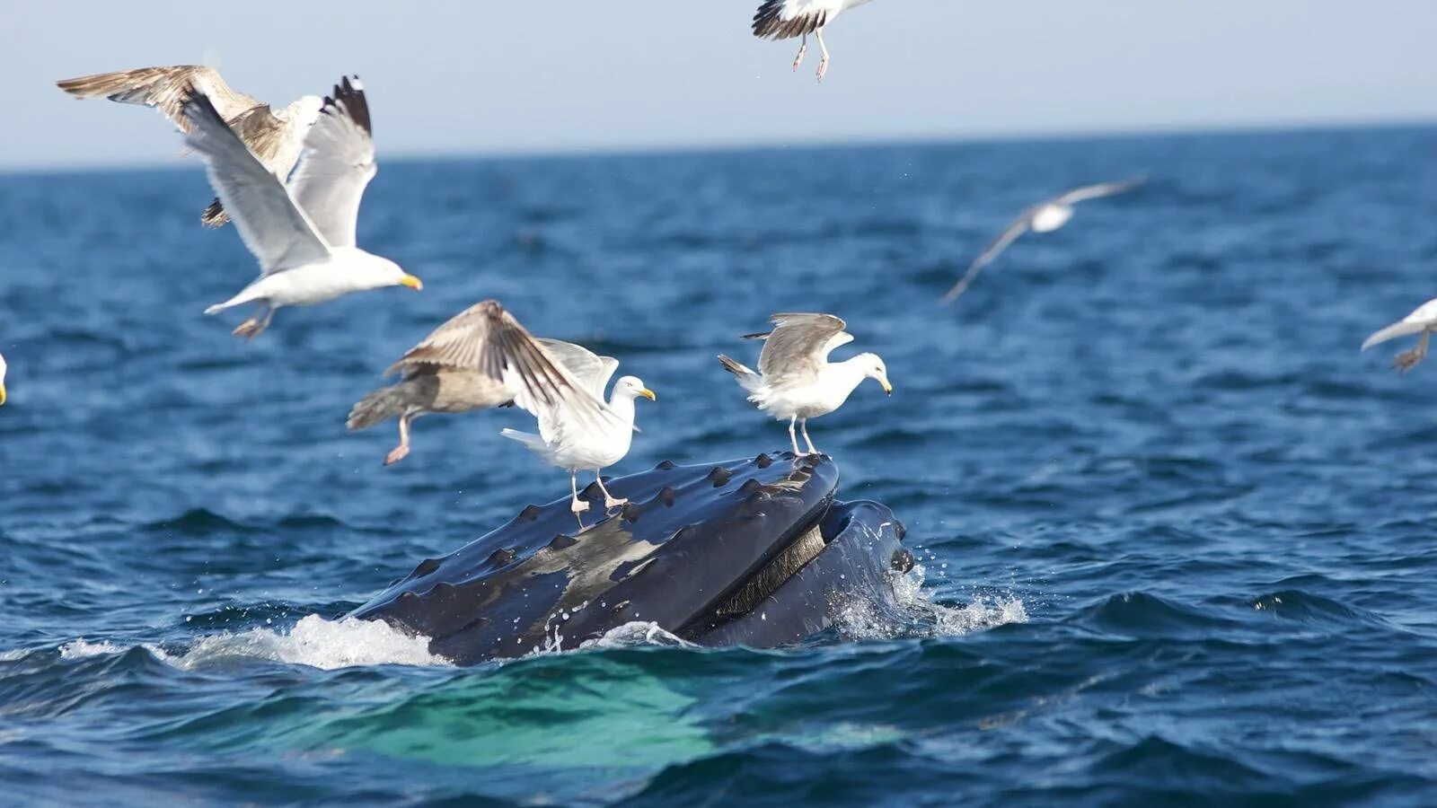 Берингово море. Королевский альбатрос размах крыльев. Птицы которые ныряют. Чайка буревестник альбатрос. Ныряние морских птиц.