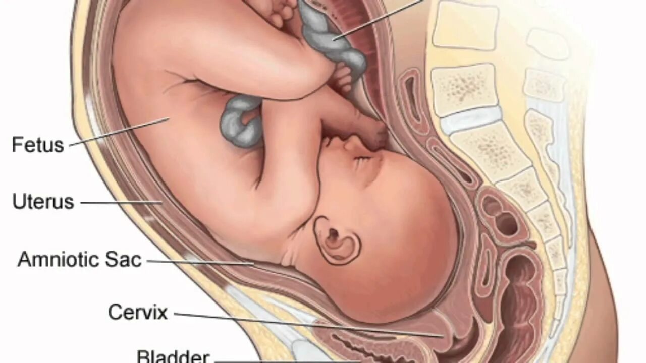 Матка с ребенком в разрезе. Беременность шейка 3