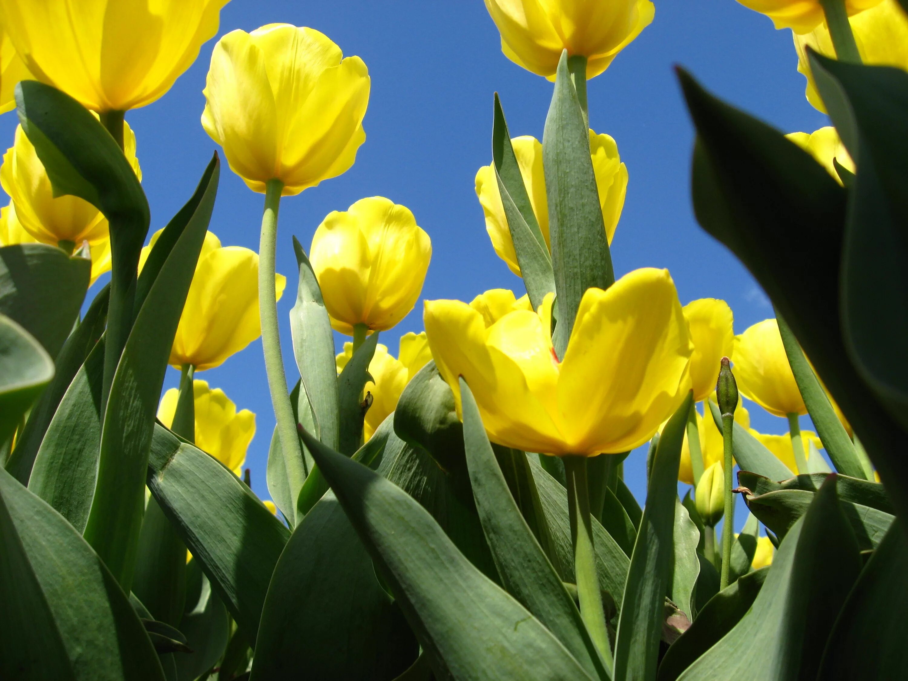 Желтые тюльпаны. Желтая тюль. Красивые тюльпаны. Обои желтые тюльпаны
