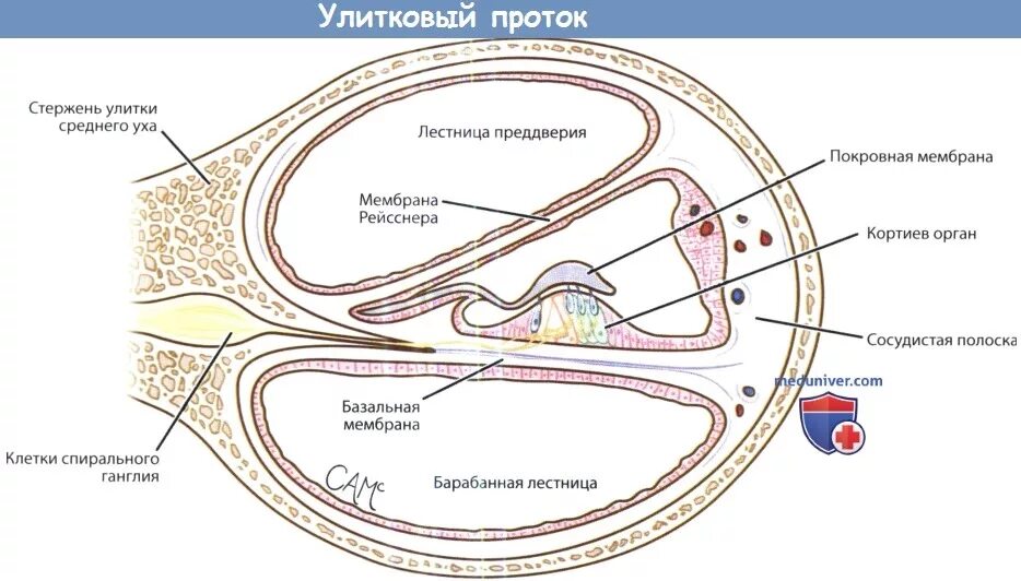 Мембраны внутреннего уха. Барабанная стенка улиткового протока. Внутреннее ухо улитковый проток. Строение улиткового протока внутреннего уха. Спиральная мембрана улиткового протока.