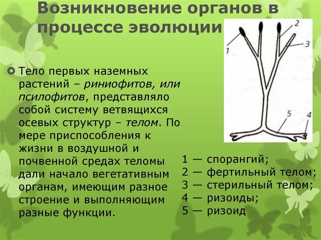 Появление вегетативных органов появление семени. Риниофиты растение строение. Эволюция вегетативных органов растений. Появление органов у растений. Возникновение в процессе эволюции.