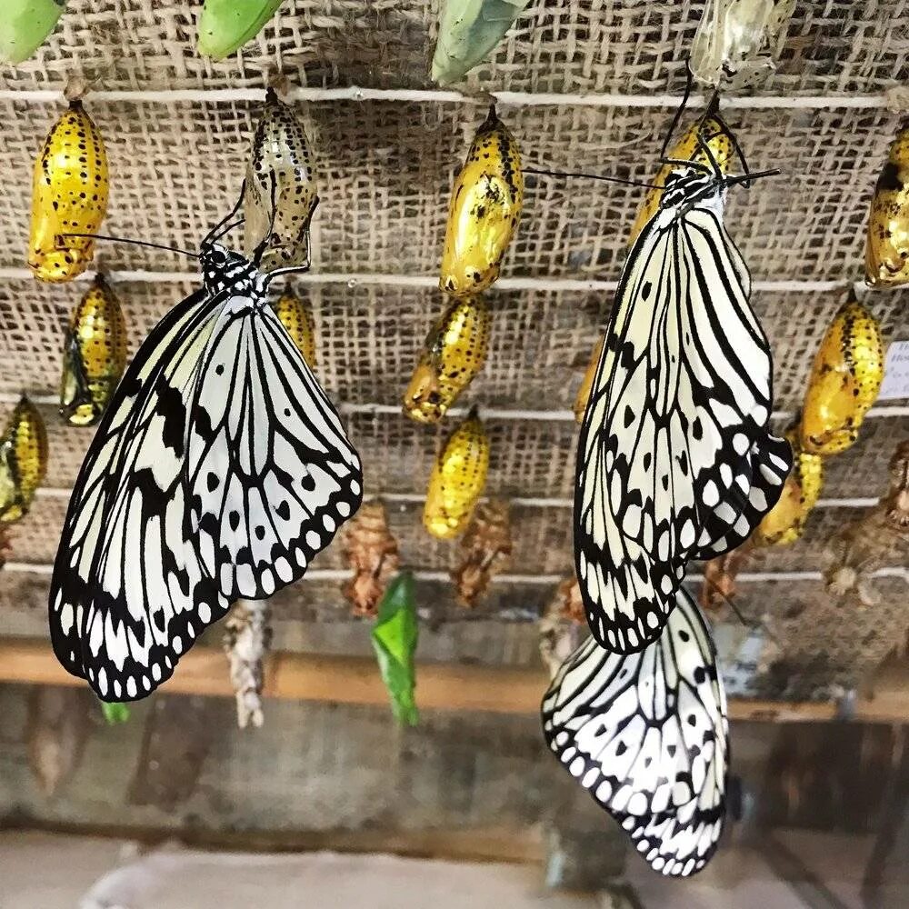 Бабочки живут всего. Тропические бабочки. Домашние тропические бабочки. Домик для тропических бабочек. Ферма тропических бабочек.