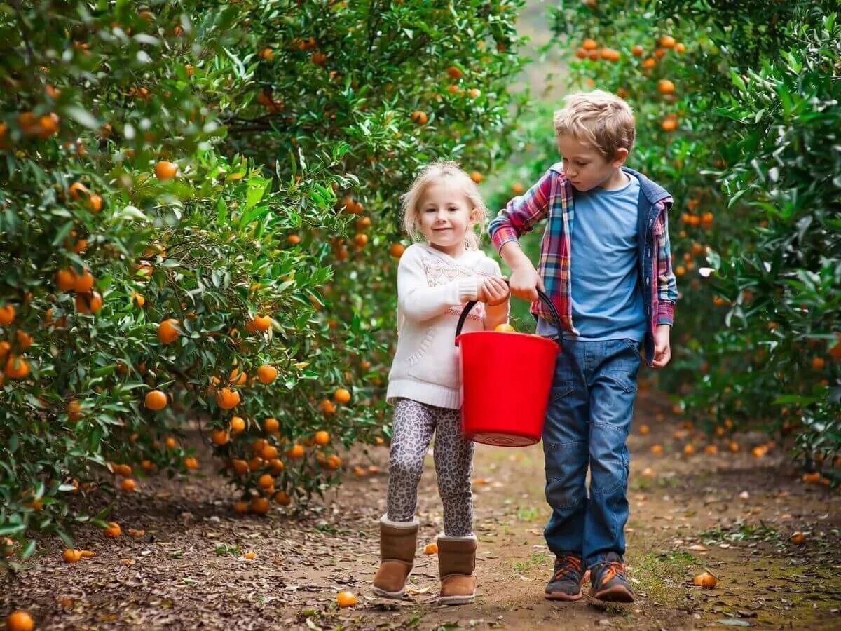 Мальчик мандарин. Девочка с мандаринами. Сад с мандаринами. Девушка собирает апельсины. Апельсин для детей.