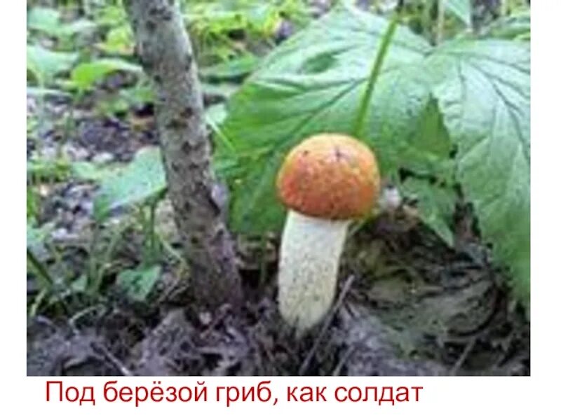 Под березой под осиной. Осина и подосиновик. подосиновик осиновый. подосиновик у осин. гриб подосиновик под осиной.