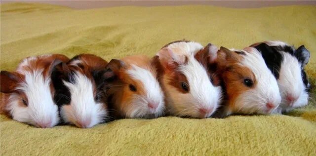 Crested Sheltie Guinea pig family photo Guinea pigs, Cute guinea pigs, Pig famil