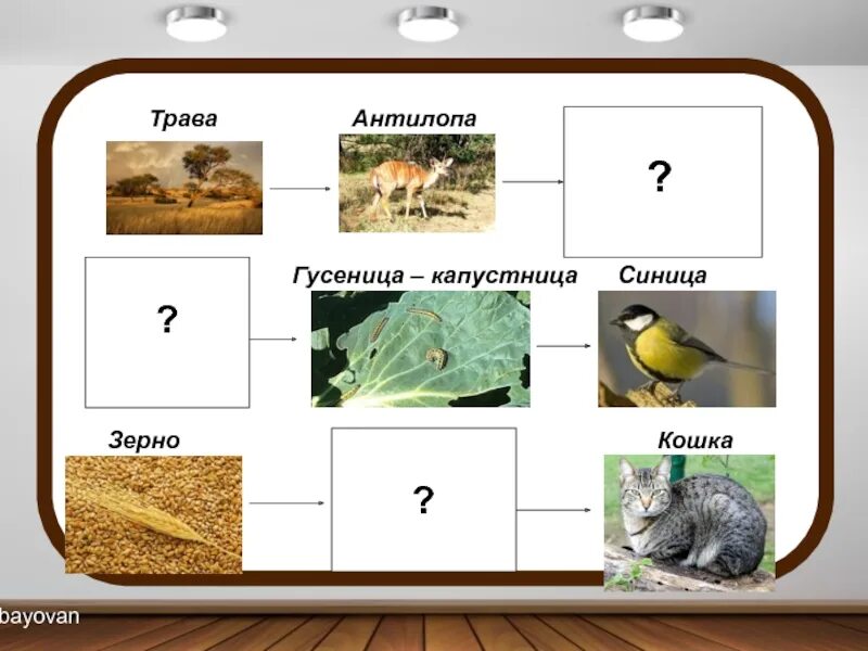 Цепи питания окружающий мир. Цепи питания 2 класс окружающий мир. Окружающий мир пищевая цепочка. Цепь питания зерно мышь.