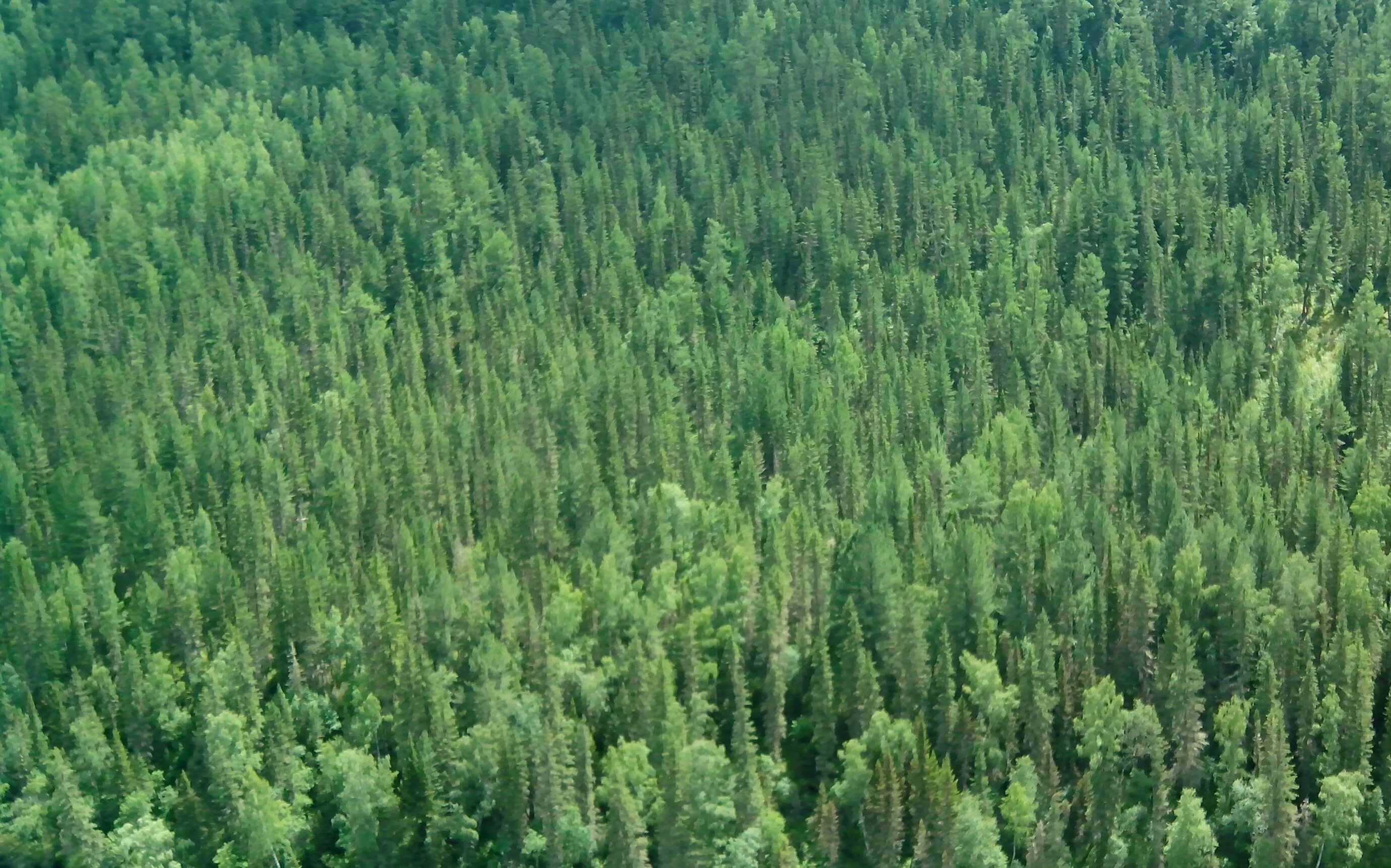 лесные растительные ресурсы. лесные растительные ресурсы. подзона южной тайги челябинской области. восточно сибирская тайга растительность. таежные леса пермского края.