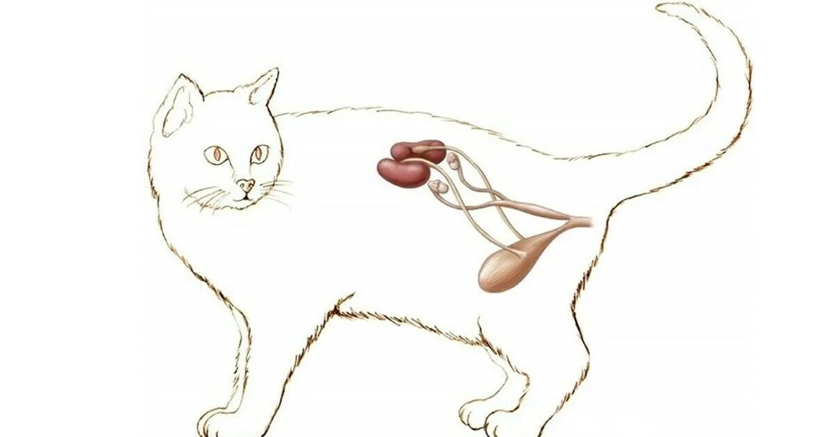 Мочеиспускание животных. Выделительная система кошки. Мочевой пузырь кошки анатомия. Анатомия кота мочевой пузырь. Анатомия мочевыделительной системы у кошек.
