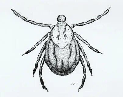 Клещ рисунок