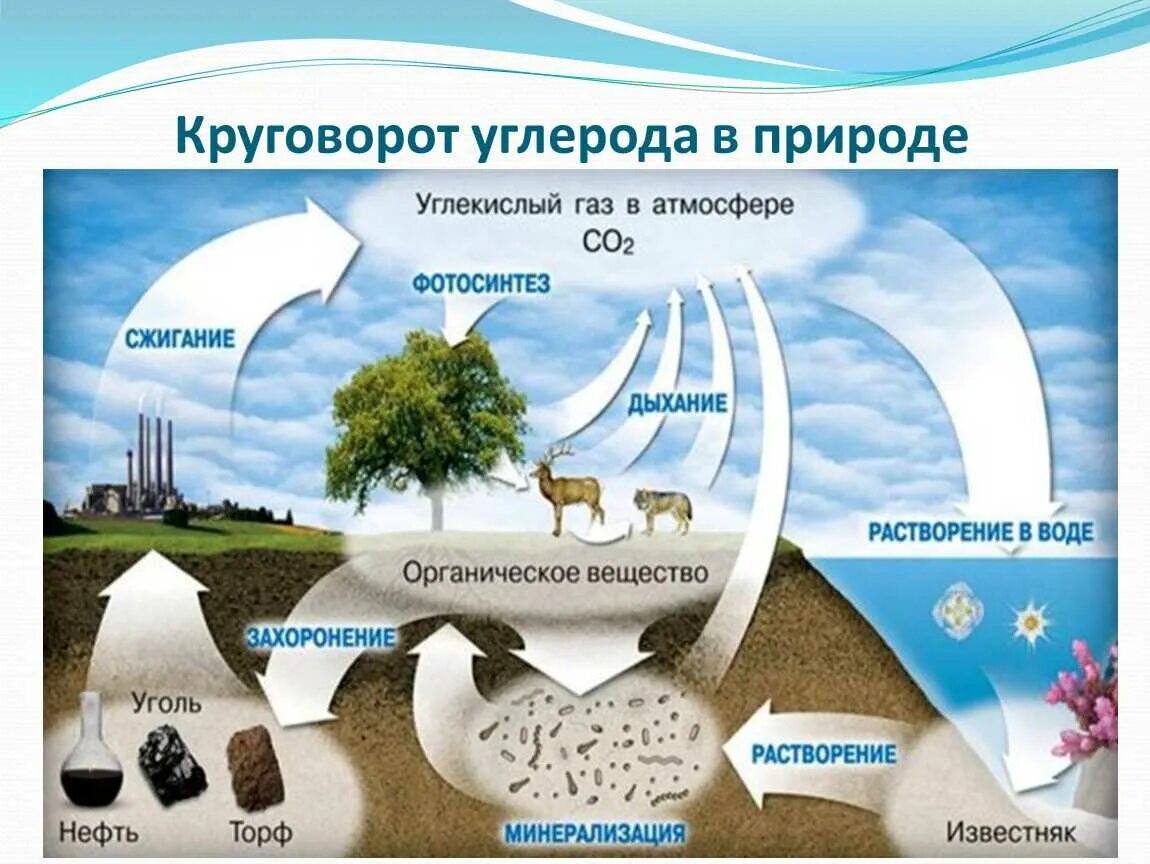 Этапы круговорота углерода в природе. Круговорот углерода (по ф. Этапы круговорота углерода в природе. Биохимический цикл углерода схема кратко. Инфографика круговорот углерода в природе.