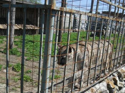 Зоопарк старый оскол автобус
