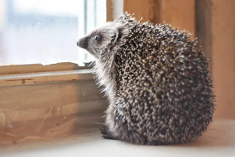 Ежик сидит. Ежиная нора. Еж забрался в дом. Ежик пришел во двор примета. Цитрусовые ежики.