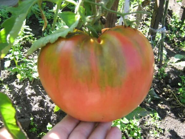 томат минусинские бычки. томат алматинский триколор. томат минусинские бычки. томат минусинский кистевой. минусинский бык томат.