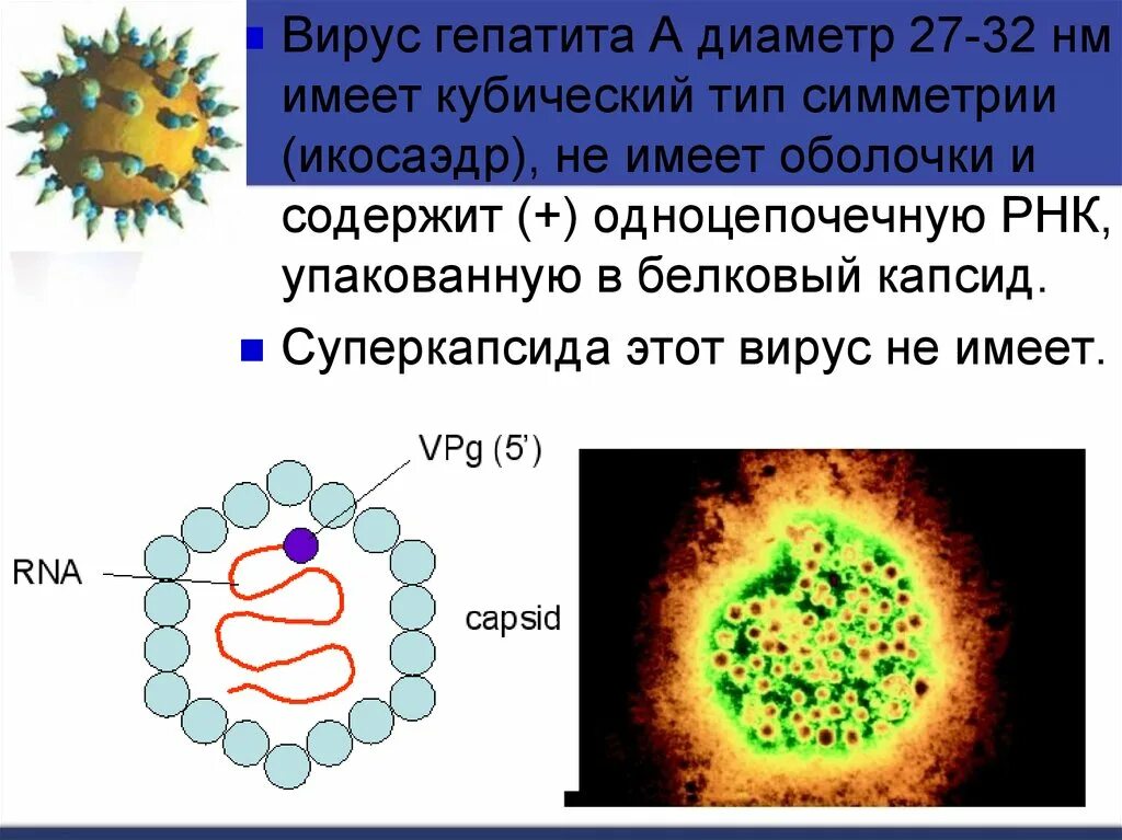 Каким основным свойством не обладают вирусы. Вирус гепатита в. Капсид вируса гепатита в. РНК содержащие вирусные гепатиты. Вирусы имеют.