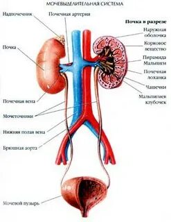 Последовательность мочевыделительной системы