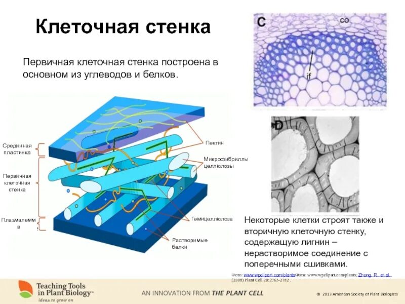 В какую структуру клетки входит целлюлоза. Структура первичной клеточной стенки. клеточная стенка оболочка структура. структурное вещество клеточной стенки растений. строение клетки растения клеточная стенка.